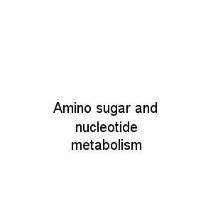 Amino sugar and nucleotide metabolism